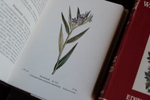 Complete of Set of 3 Wayside and Woodland Blossoms