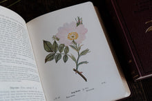 Complete of Set of 3 Wayside and Woodland Blossoms
