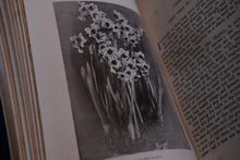 In My Lady's Garden - First Edition