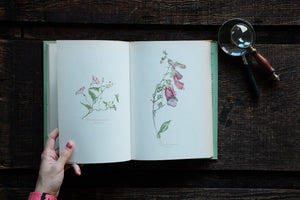 A Book of Wild Flowers by Elsa Felsko