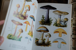 Mushrooms and Toadstools in Color