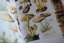 Mushrooms and Toadstools in Color