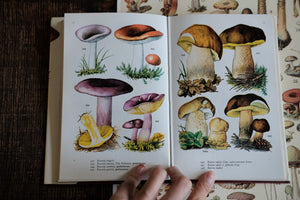 Mushrooms and Toadstools in Color