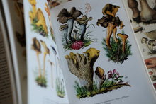 Mushrooms and Toadstools in Color