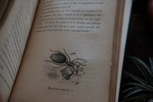 Set of 2 Episodes of Insect Life